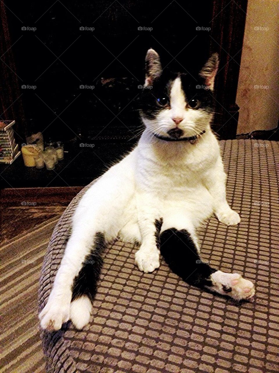 Black and white cat sitting up