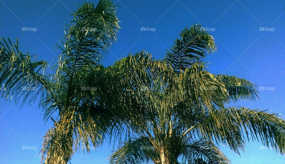 Tallest Palm trees up to beautiful blue
clear sky in tropical day
