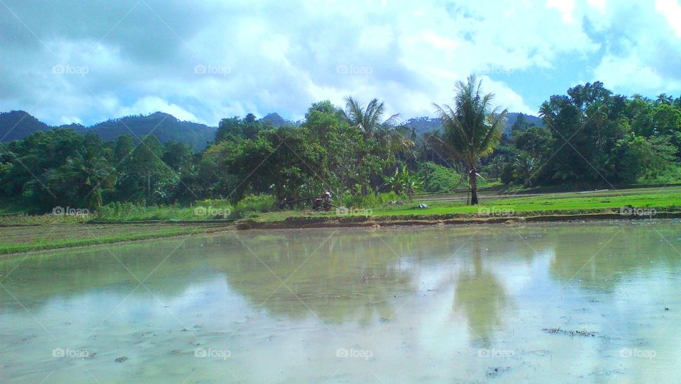 Rice fields in the Garden of Eden, ready for plantation.
@Philippines
