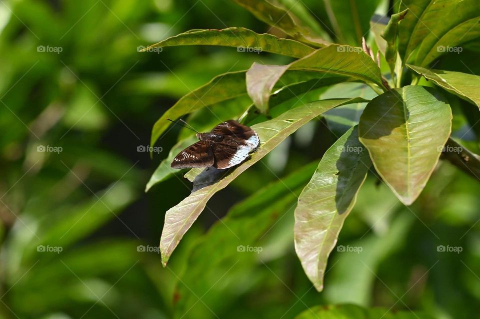 Beautiful and cute butterfly