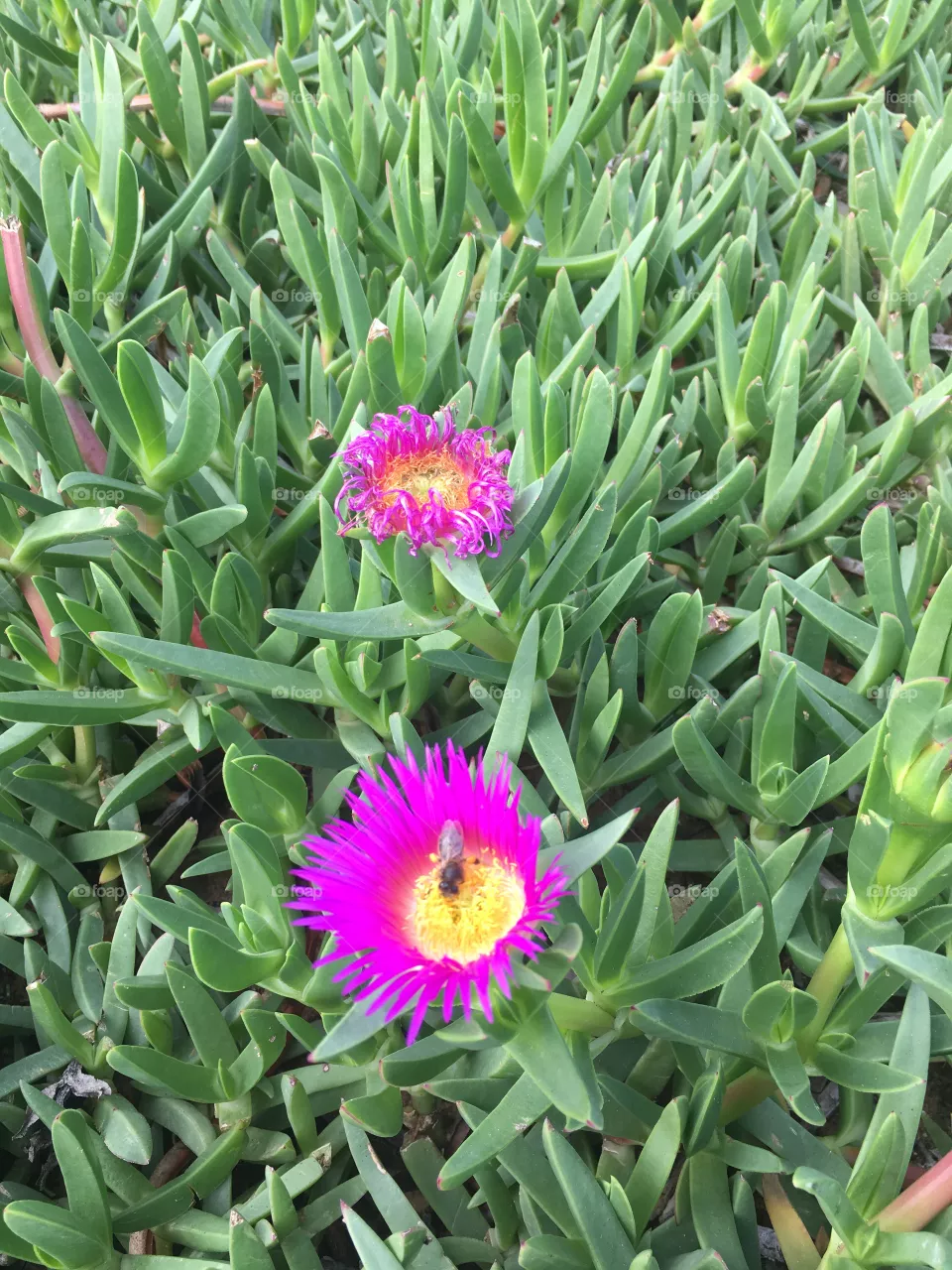December flowers 
