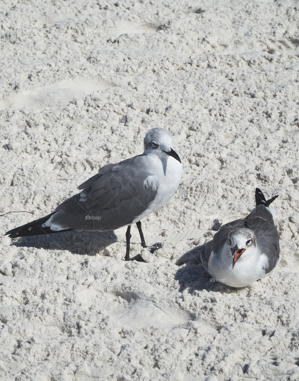 Two seagulls on the sand