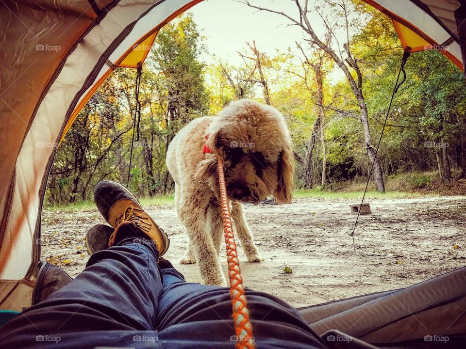 Absolute refusal, no way is Tucker getting in that tent. Nope, not happening! This Golden Doodle is putting his stubborn little paw down! Camping? He’ll pass. 