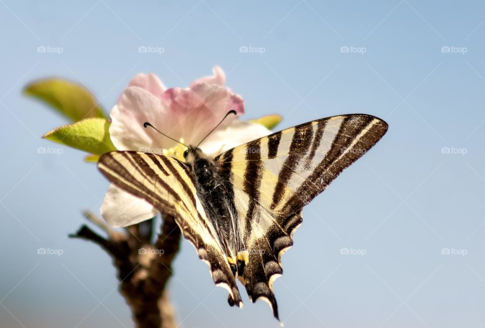 A swallowtail butterfly on pink apple blossom, against a pale blue sky.