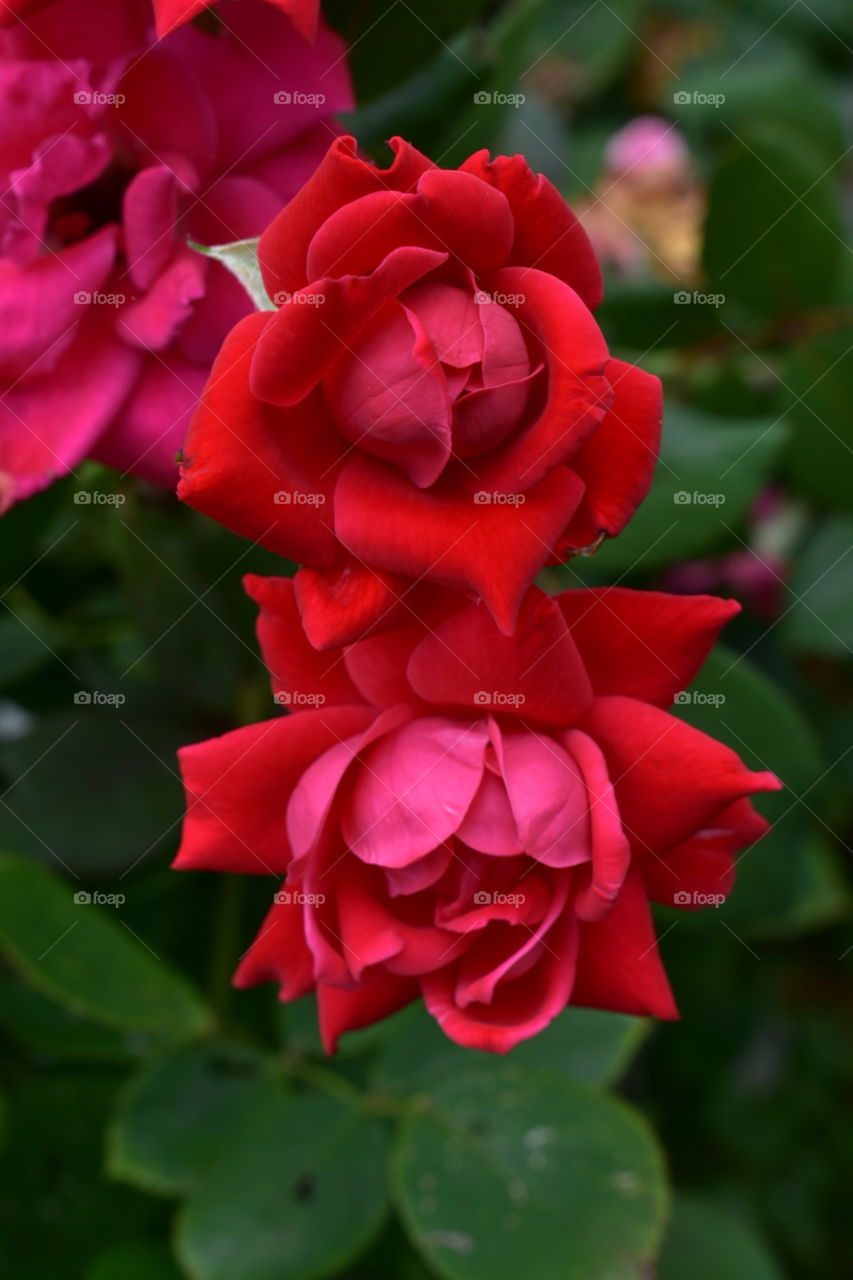 small red roses