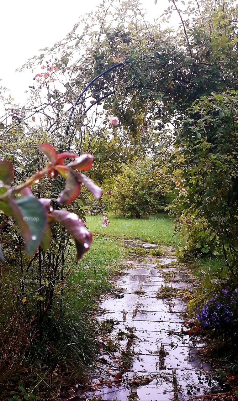 misterious path in an autumn rainy garden