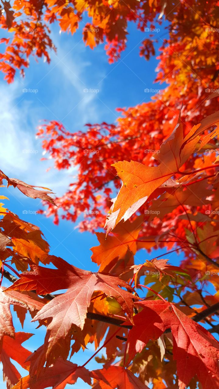 red autumn leaves