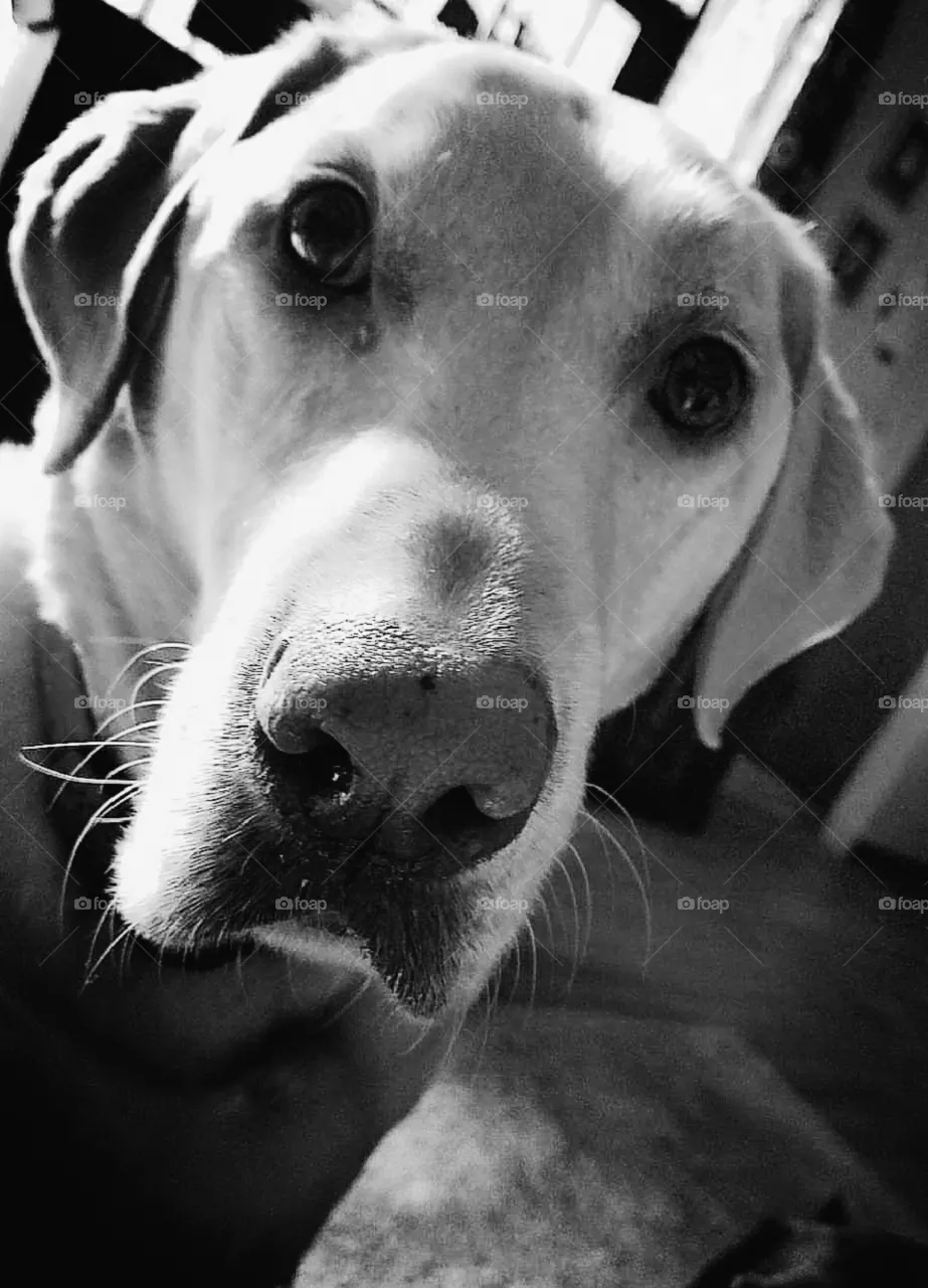 Dog