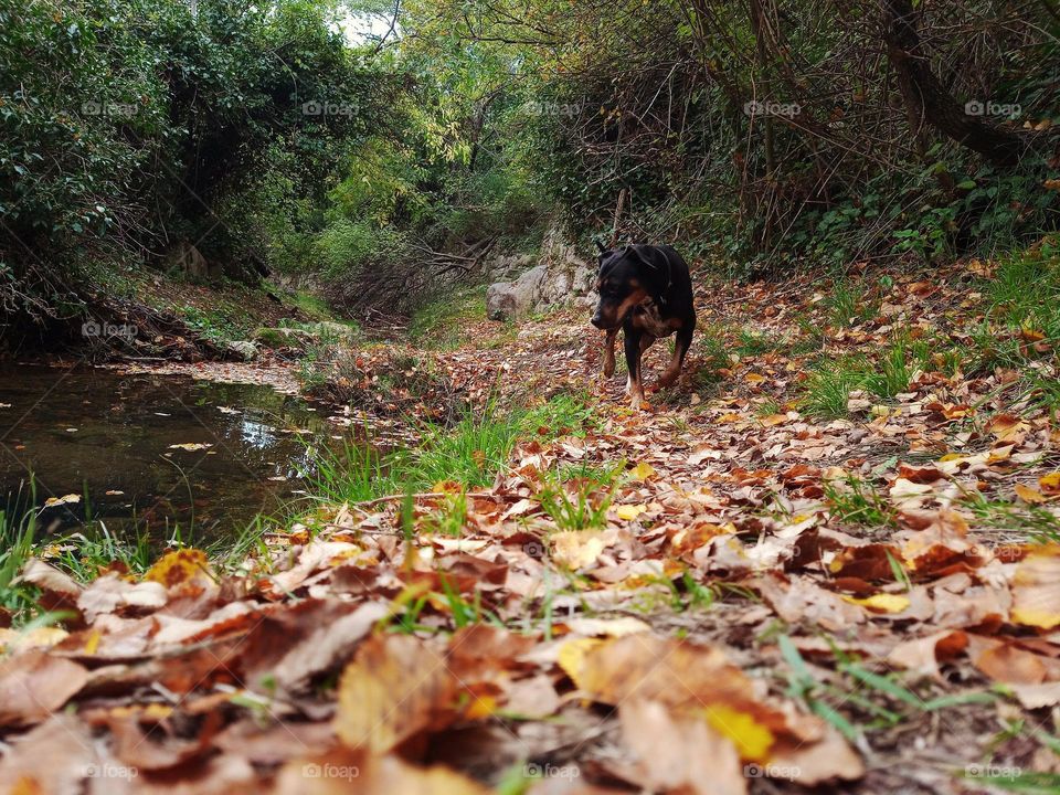 leaves and colors of autumn