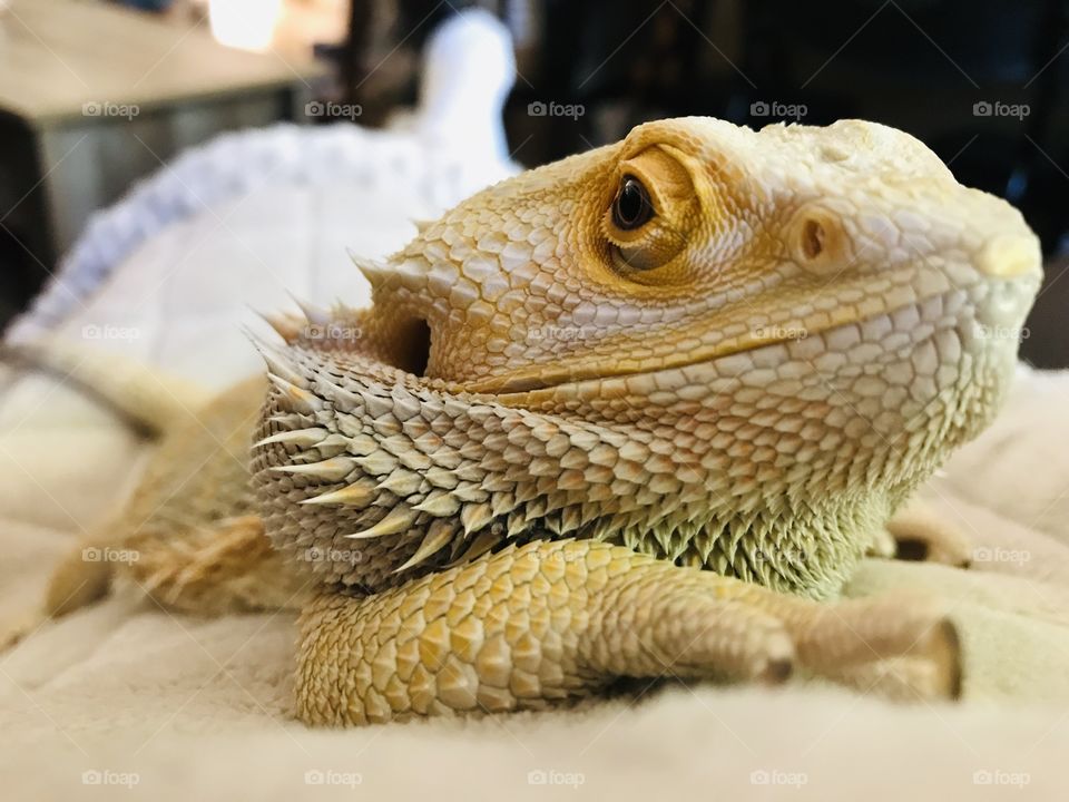 Stormy, our adorable bearded dragon is supposedly my daughter’s pet but he gets most of his love & attention from me. I am also the only one who he will tolerate holding him but armour & quick reflexes are required! But he’s so adorable I don’t mind!