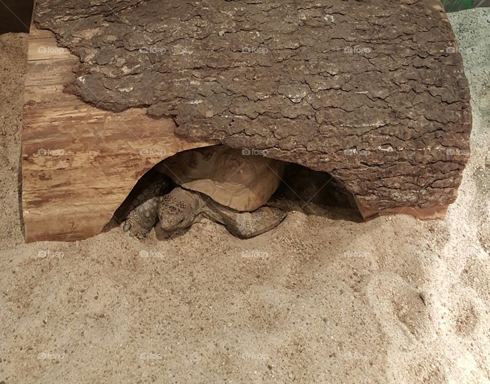 Tree Trunk Turtle!. a turtle, just hanging out!