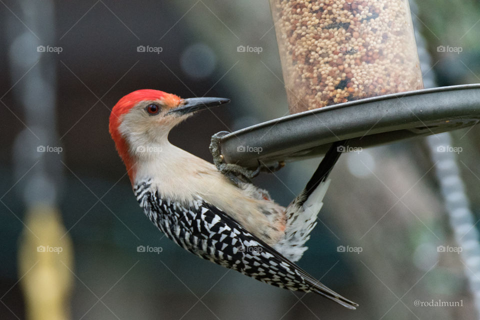 Woodpecker 