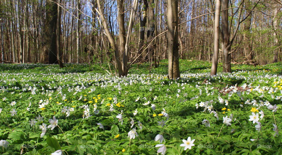 Field of spring