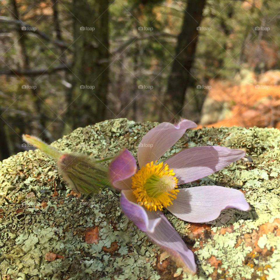 Flower in nature 