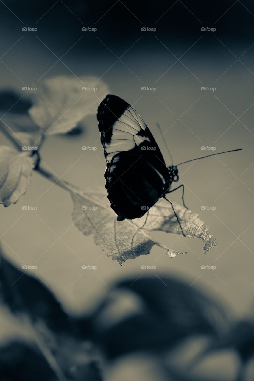 Monochrome Butterfly Portrait, Wildlife Photography, Plant And Insect Photography 