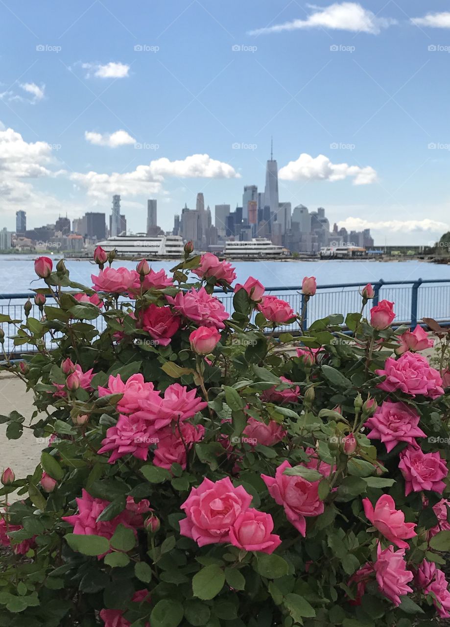 Flower, No Person, Architecture, City, Garden