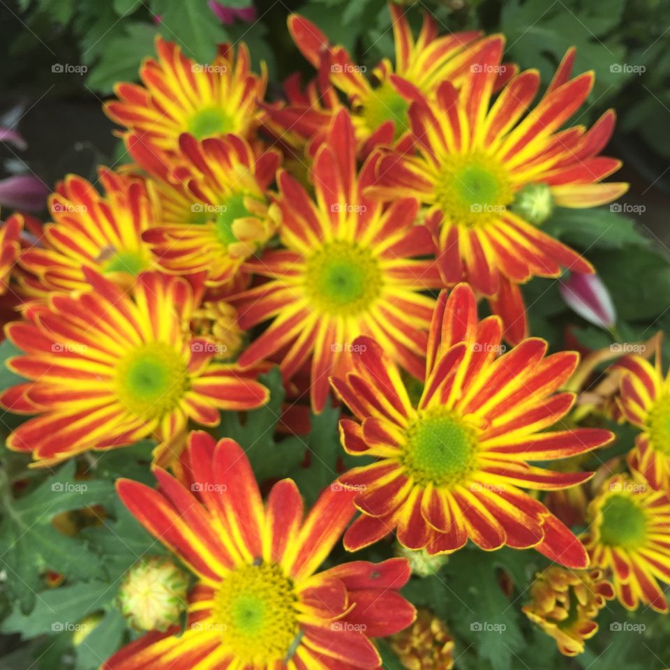 Chrysanthemum close-up