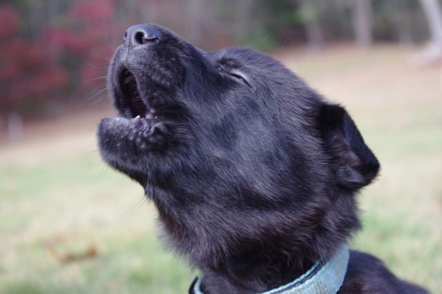 Close-up of dog barking