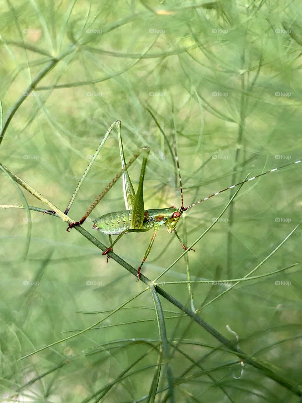 Grasshopper on asparagus plant 
