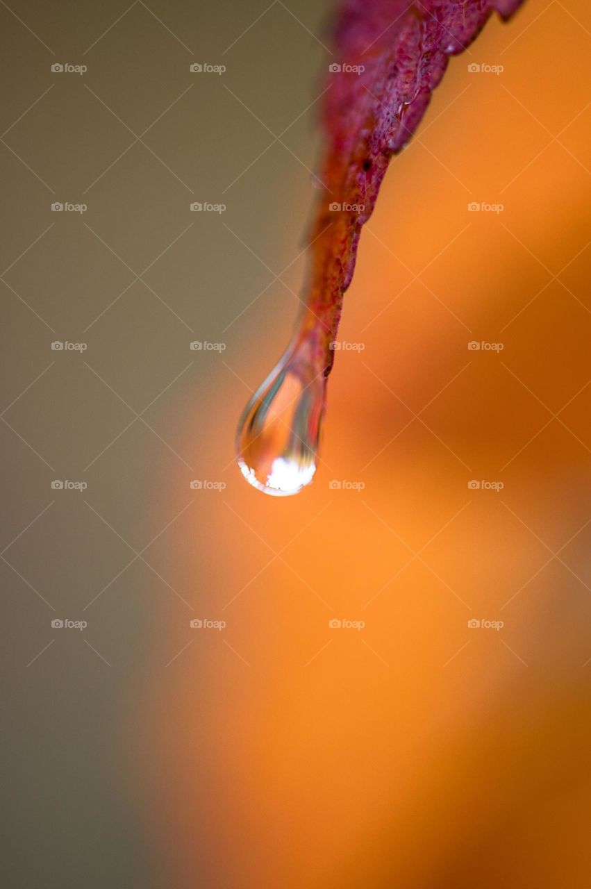 Rain drop on a red leaf