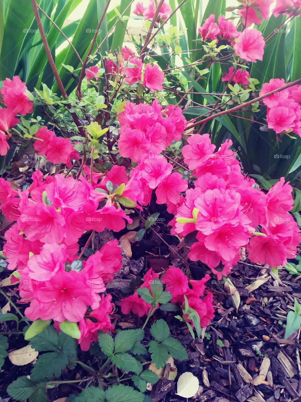 Azalea pink blooms