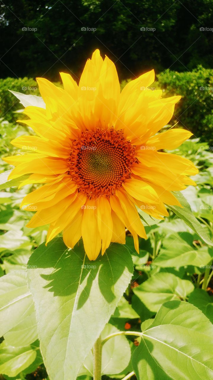 sunflower love