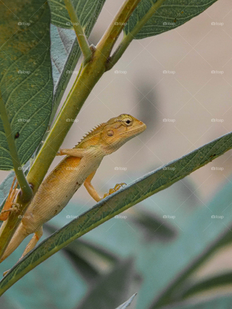 pika boo .. hiding in the plants and trees around , the garden lizard