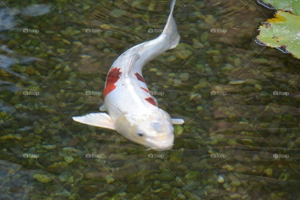 Koi