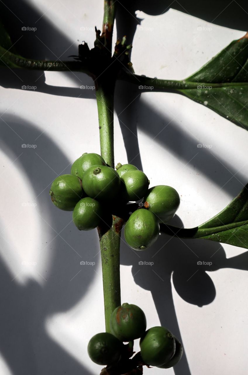 green beans with white background and shadows