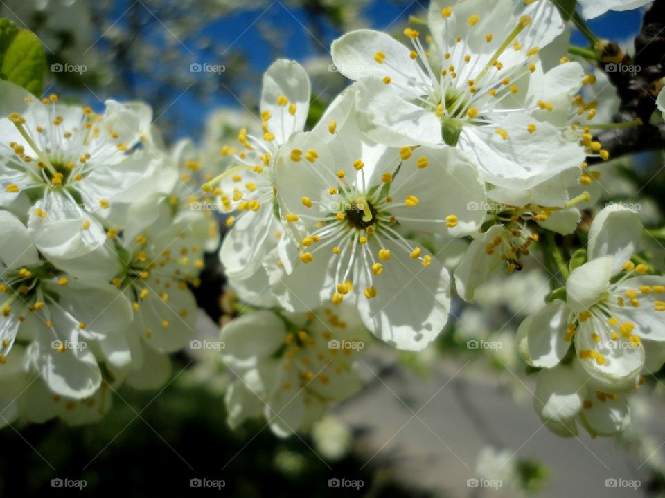 Flower, Cherry, Flora, Nature, Apple