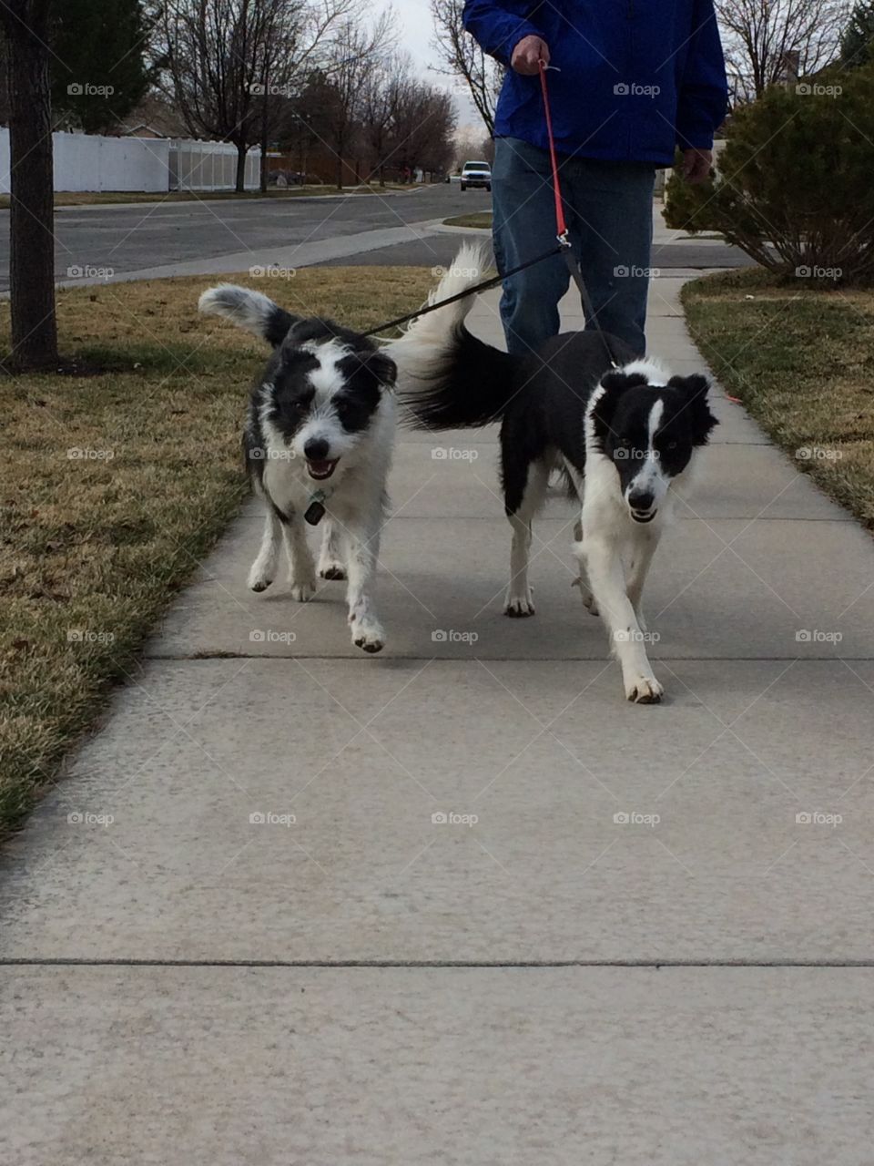 They love walks