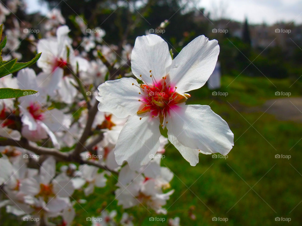 The almond flower