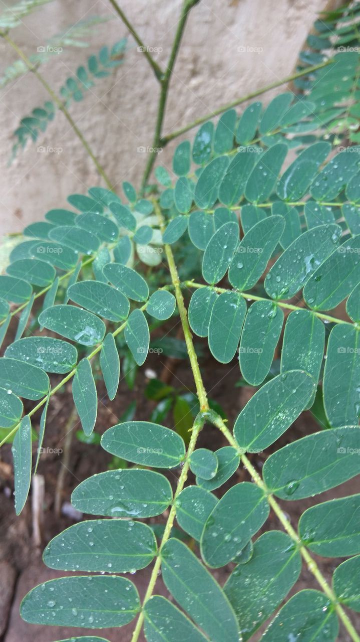 Green lifes with water