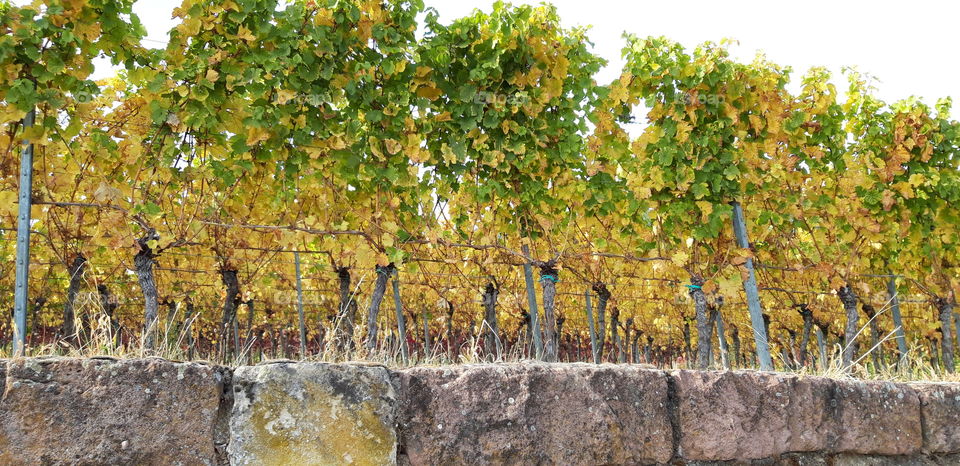 wineyard in the fall