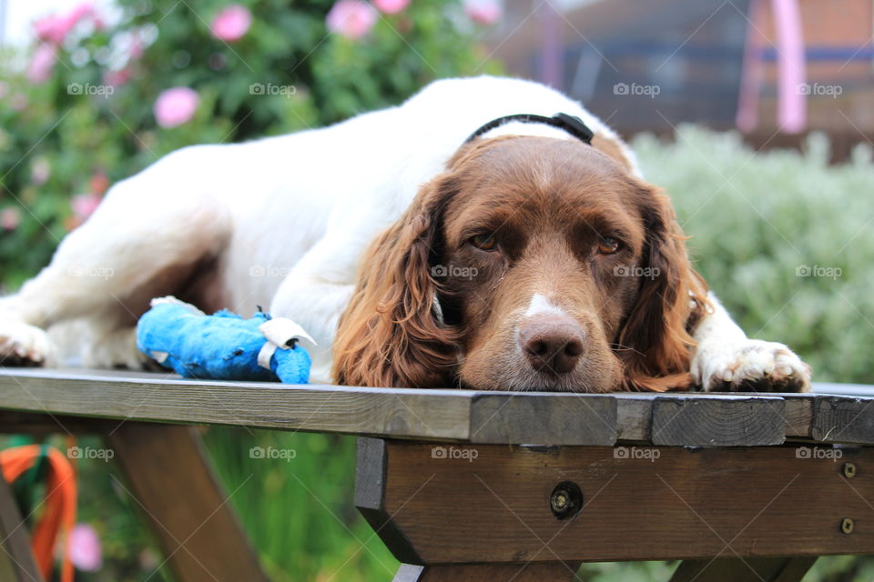 spaniel on table