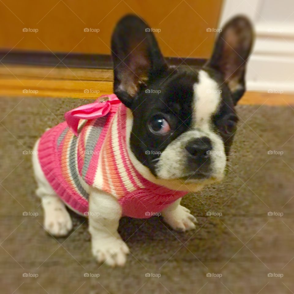 My little pink sweater