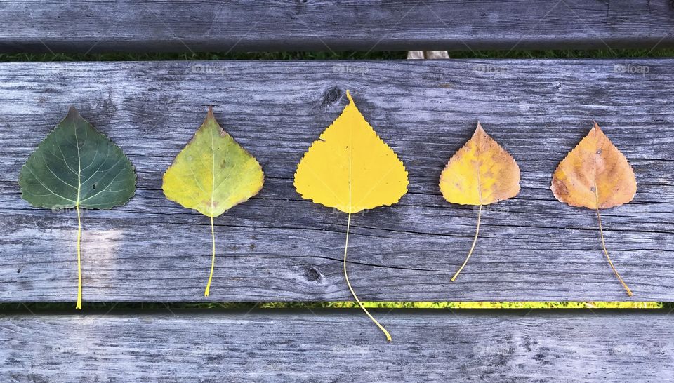 Different Colours of Cottonwood Leaves in Autumn