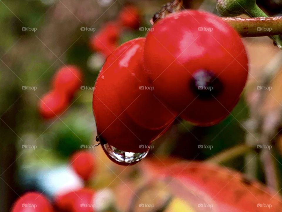 Closeup of little, shiny red berries with a rain drop collected at the bottom of one. 