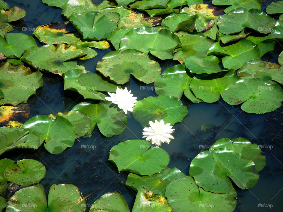 Lily Pads