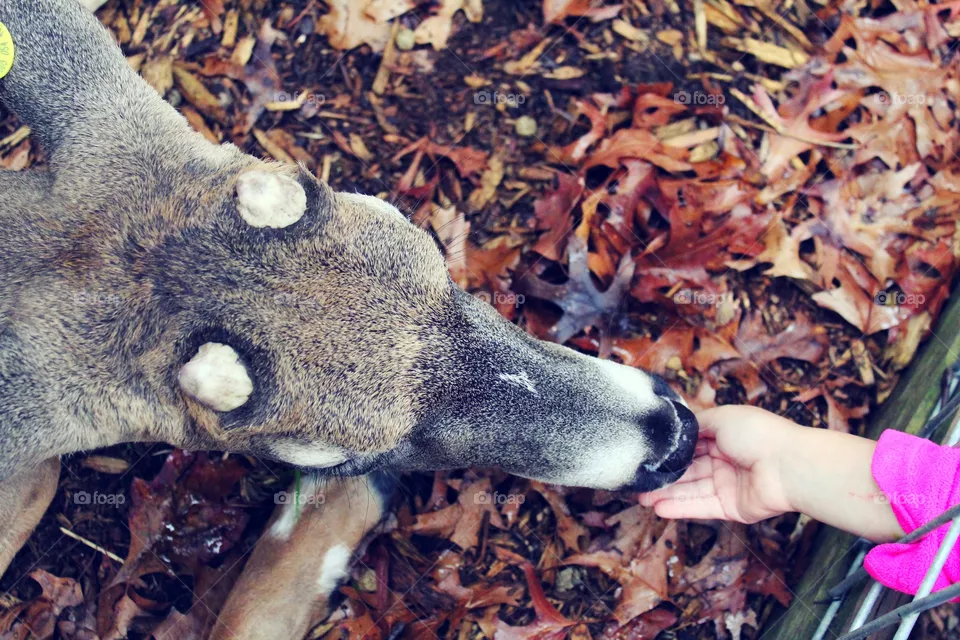 Buck