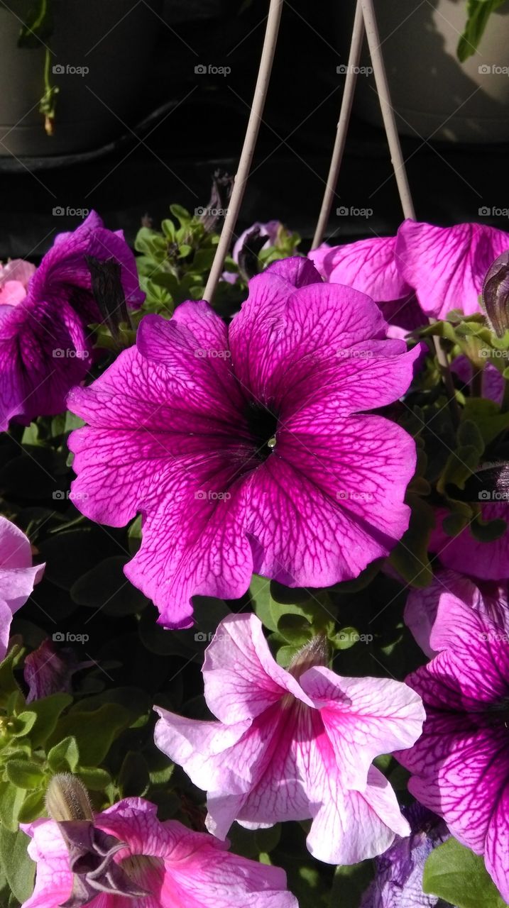 A purple flower with visible veins growing healthy.