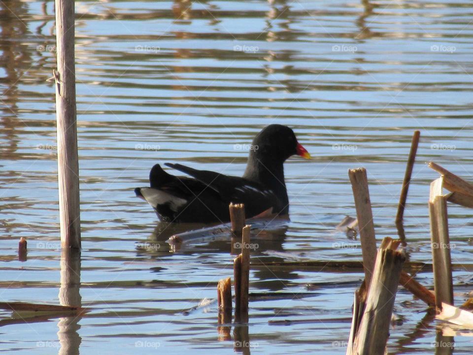 Moorhen swimming amongst the broken down reeds