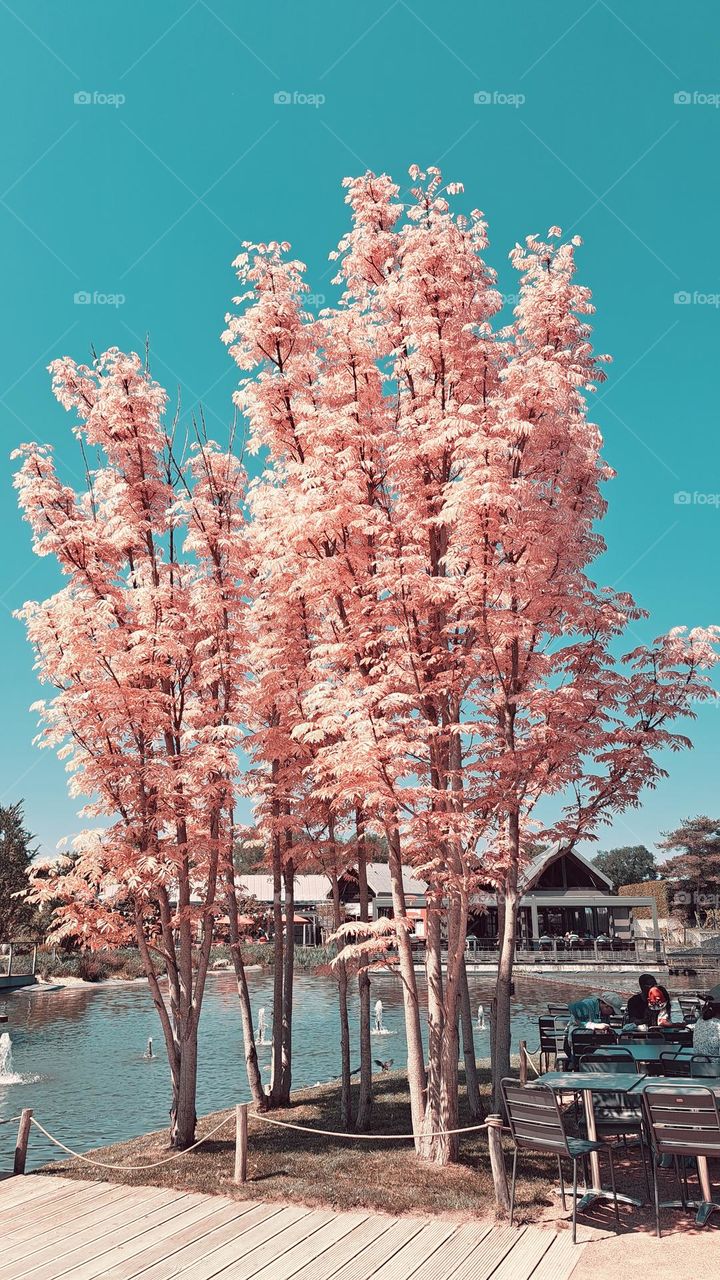 Pink trees
