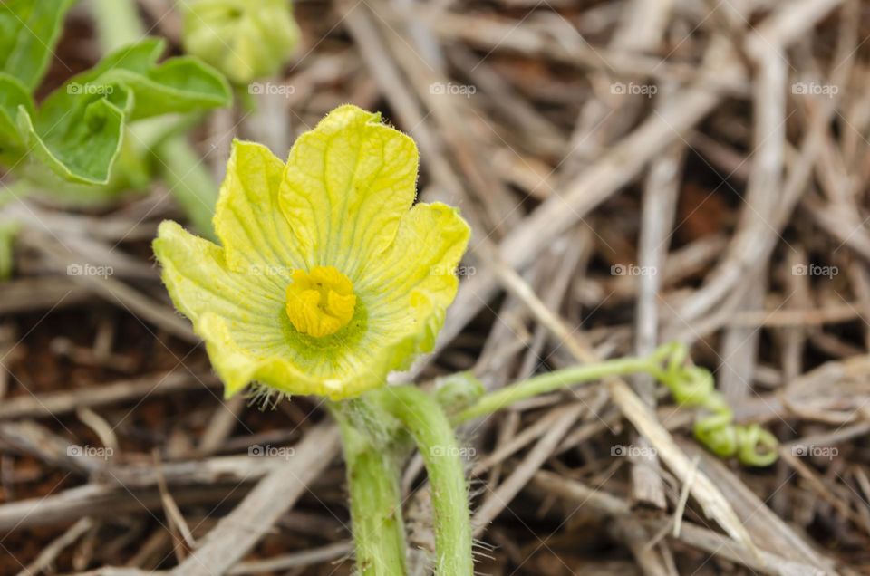 Kalabasa Pumpkin Blossom