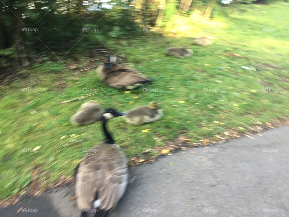 Geese with their Goslings on the Trail