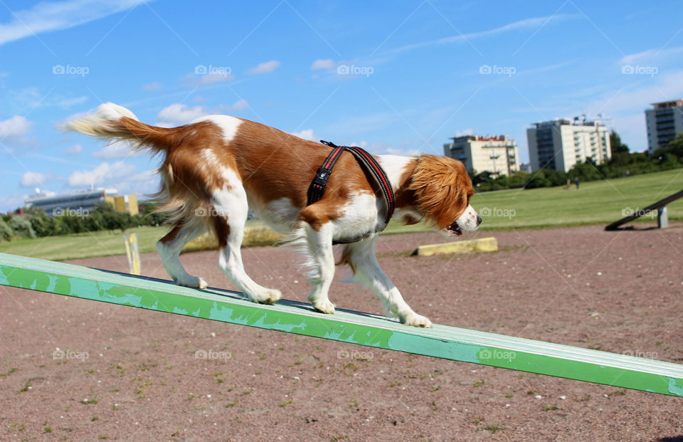 Summer walking.