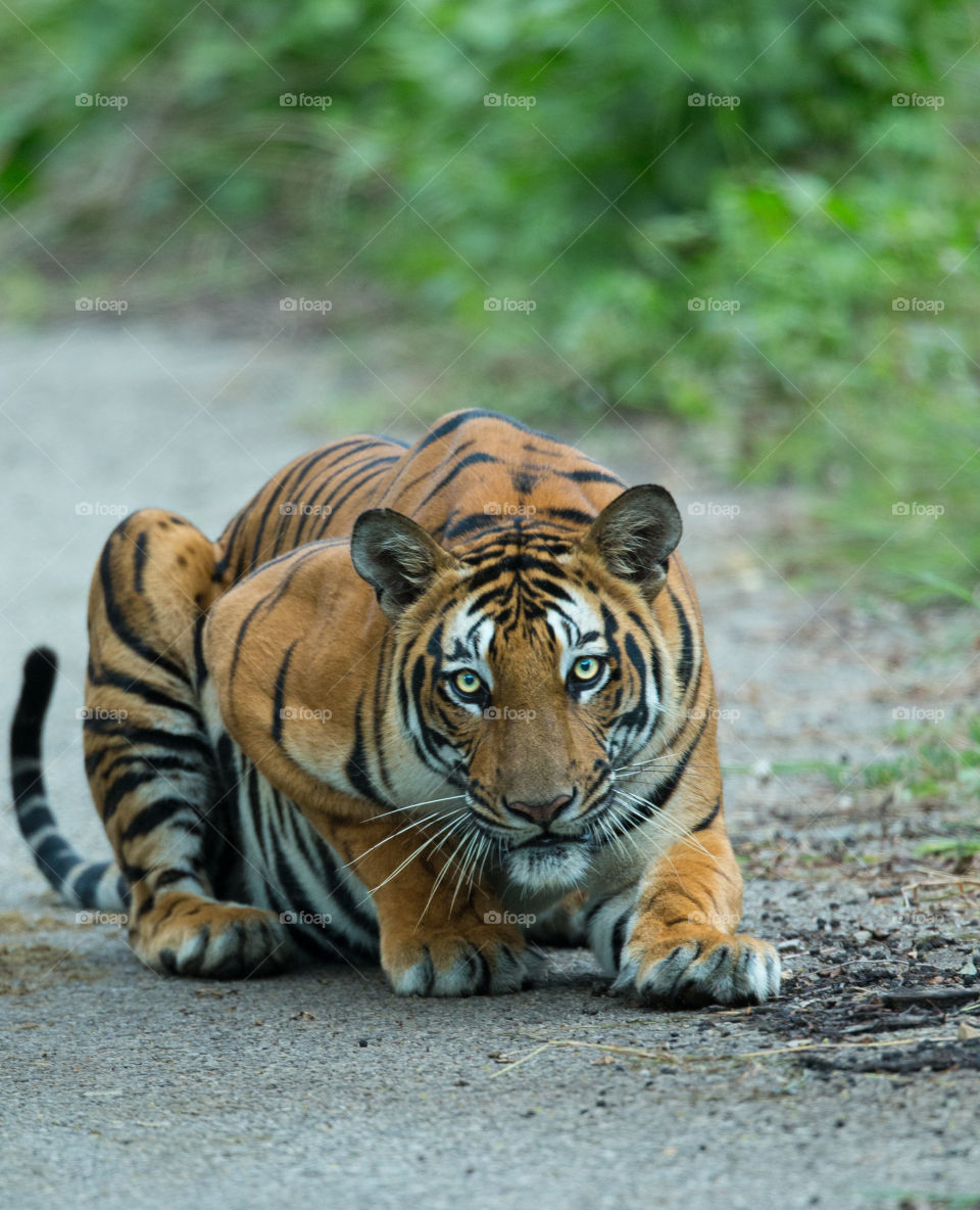 THE CROUCHING TIGER!