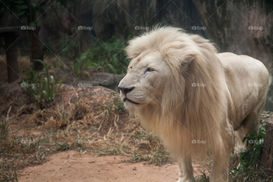 A white lion king looking for foods