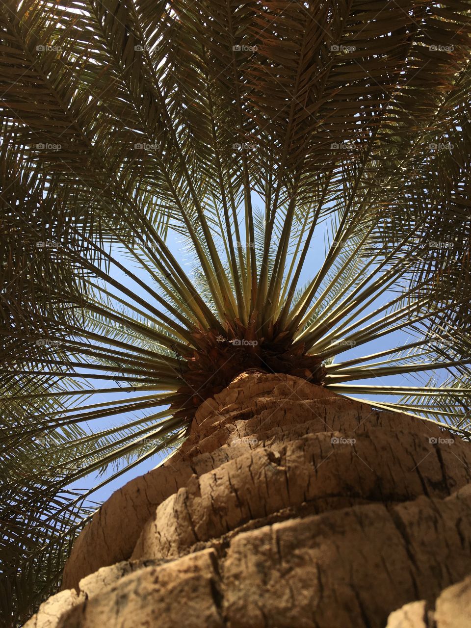 Palm tree