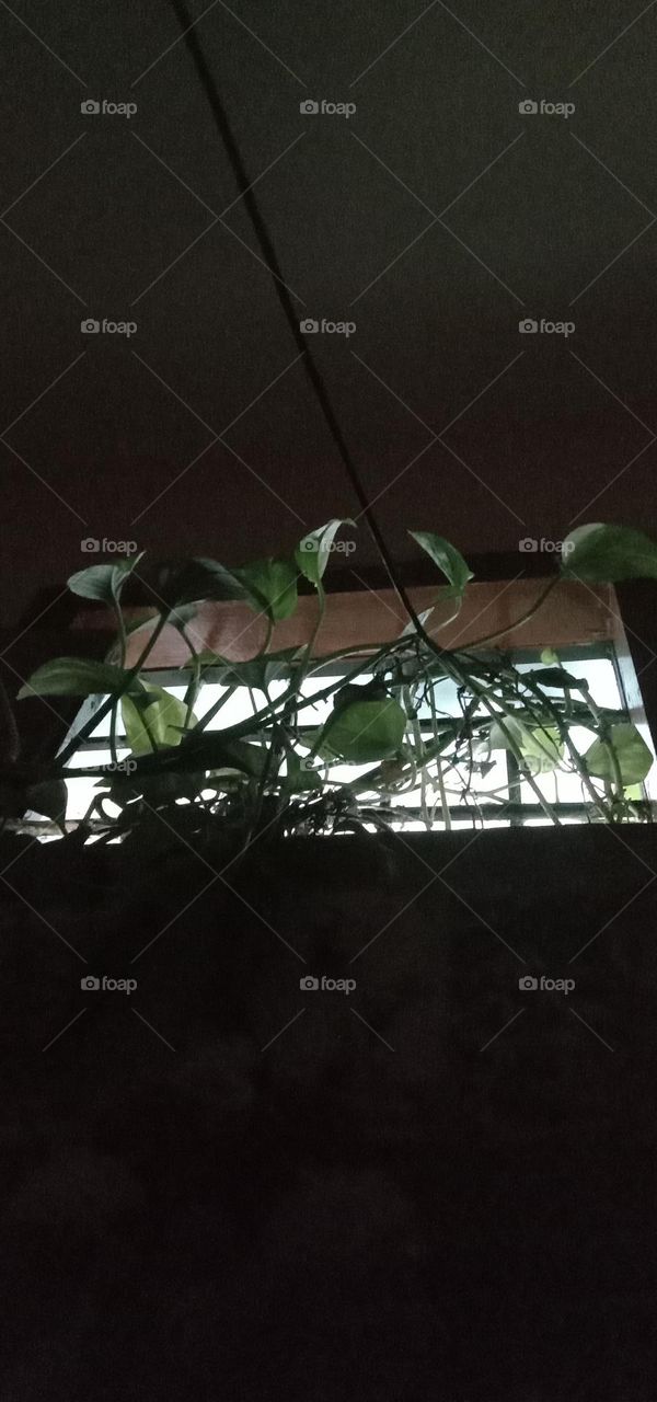 money plant ☘️ on ventilator night view